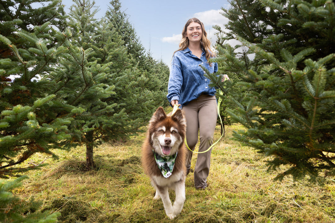 Invest in Quality: Long-Lasting Dog Accessories for 2025 (Aria the Fox)