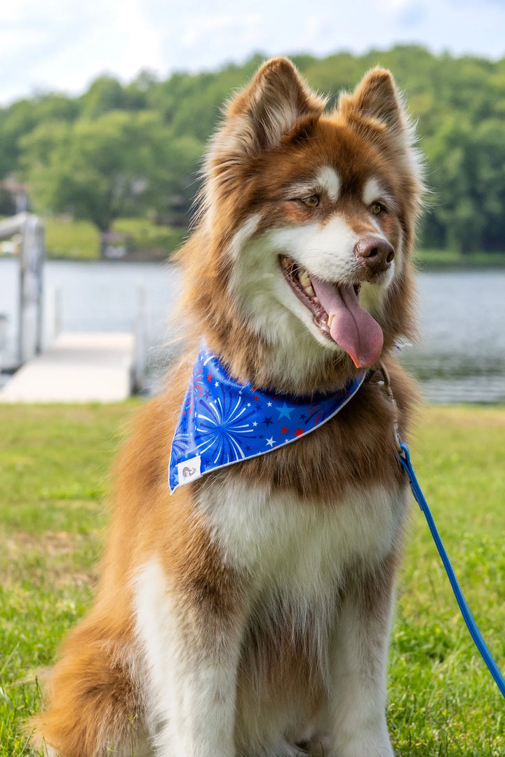Patriotic Dog Bandana - Aria the Fox